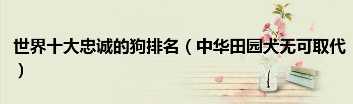 世界十大忠诚的狗排名（中华田园犬无可取代）