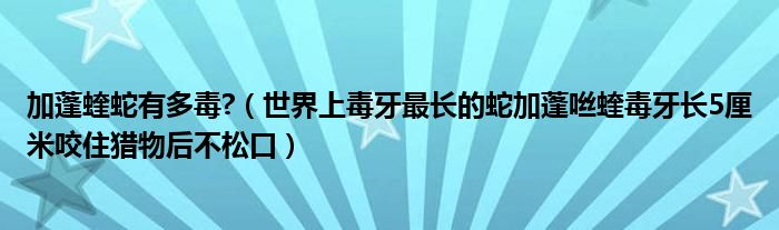 加蓬蝰蛇有多毒?（世界上毒牙最长的蛇加蓬咝蝰毒牙长5厘米咬住猎物后不松口）