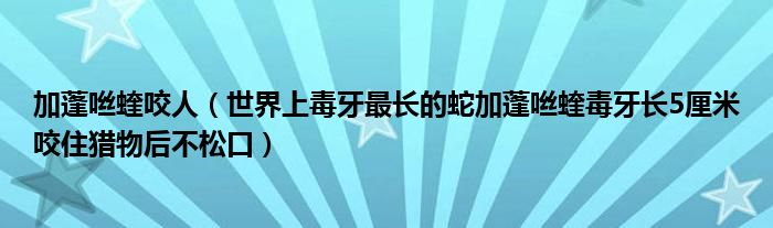 加蓬咝蝰咬人（世界上毒牙最长的蛇加蓬咝蝰毒牙长5厘米咬住猎物后不松口）