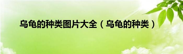 乌龟的种类图片大全（乌龟的种类）