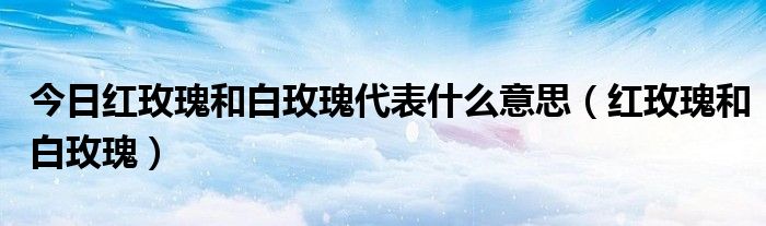 今日红玫瑰和白玫瑰代表什么意思（红玫瑰和白玫瑰）
