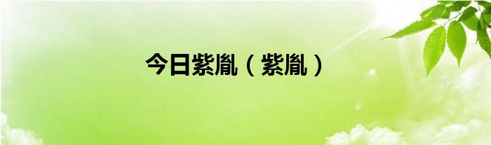 今日紫胤（紫胤）