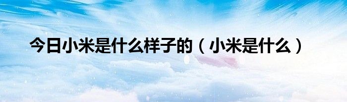 今日小米是什么样子的（小米是什么）