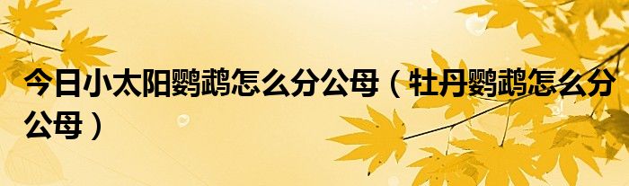 今日小太阳鹦鹉怎么分公母（牡丹鹦鹉怎么分公母）