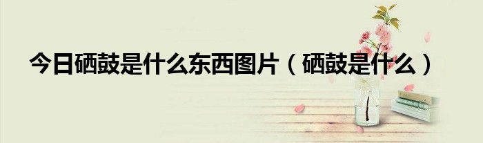 今日硒鼓是什么东西图片（硒鼓是什么）