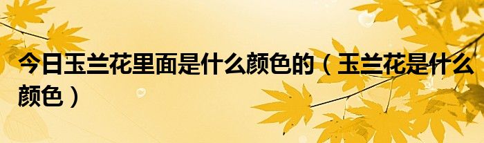 今日玉兰花里面是什么颜色的（玉兰花是什么颜色）