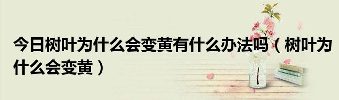 今日树叶为什么会变黄有什么办法吗（树叶为什么会变黄）