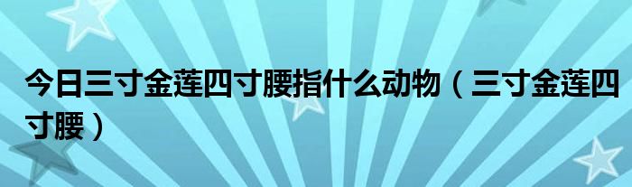 今日三寸金莲四寸腰指什么动物（三寸金莲四寸腰）