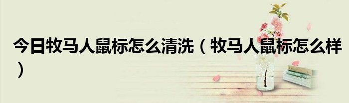 今日牧马人鼠标怎么清洗（牧马人鼠标怎么样）