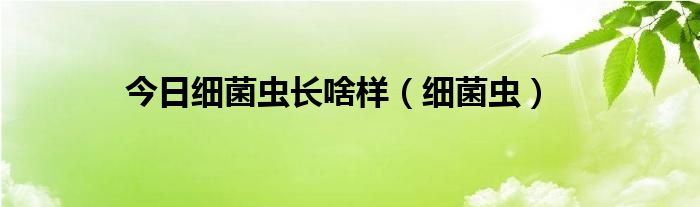 今日细菌虫长啥样（细菌虫）
