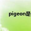 pigeon是什么意思（pigeon的用法）