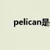 pelican是什么意思（pelican的用法）