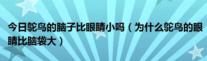 今日鸵鸟的脑子比眼睛小吗（为什么鸵鸟的眼睛比脑袋大）