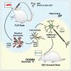 神经再生基因疗法在大鼠模型中治疗颞叶癫痫