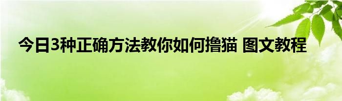 今日3种正确方法教你如何撸猫 图文教程