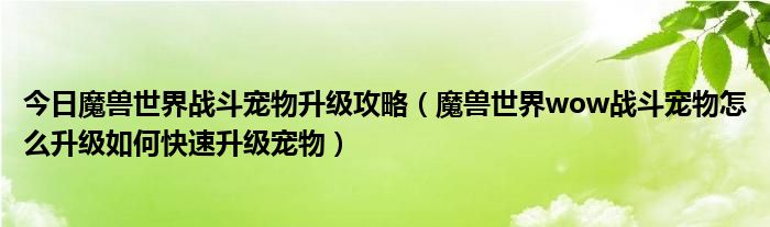 今日魔兽世界战斗宠物升级攻略（魔兽世界wow战斗宠物怎么升级如何快速升级宠物）