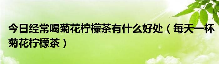 今日经常喝菊花柠檬茶有什么好处（每天一杯菊花柠檬茶）