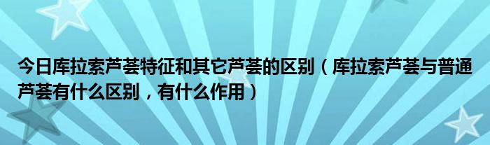今日库拉索芦荟特征和其它芦荟的区别（库拉索芦荟与普通芦荟有什么区别，有什么作用）