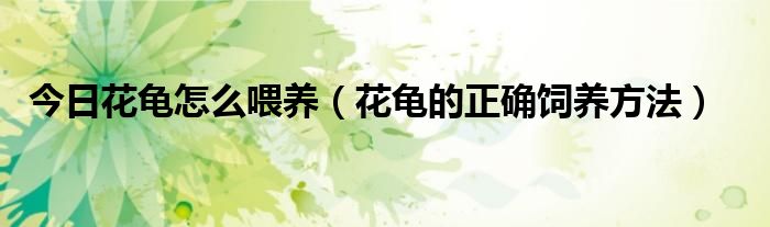 今日花龟怎么喂养（花龟的正确饲养方法）