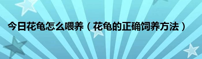 今日花龟怎么喂养（花龟的正确饲养方法）