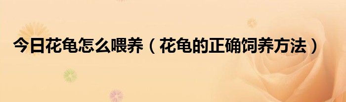 今日花龟怎么喂养（花龟的正确饲养方法）