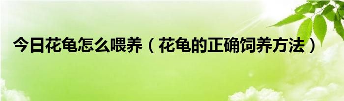 今日花龟怎么喂养（花龟的正确饲养方法）