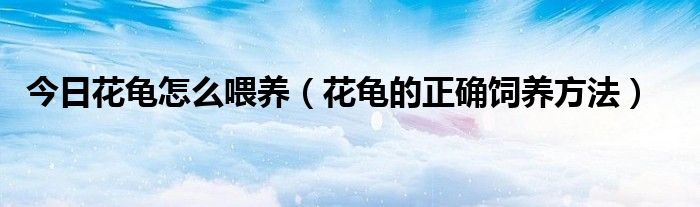 今日花龟怎么喂养（花龟的正确饲养方法）