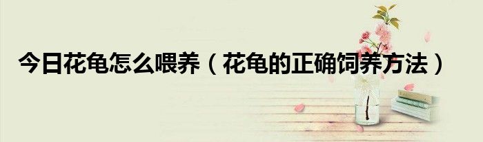 今日花龟怎么喂养（花龟的正确饲养方法）
