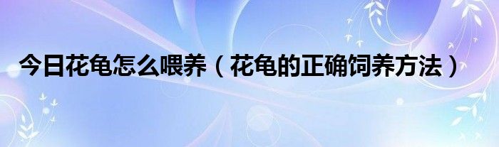今日花龟怎么喂养（花龟的正确饲养方法）