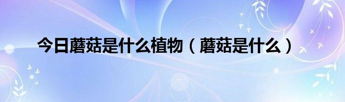 今日蘑菇是什么植物（蘑菇是什么）