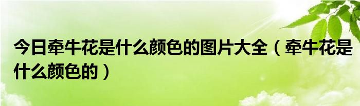 今日牵牛花是什么颜色的图片大全（牵牛花是什么颜色的）