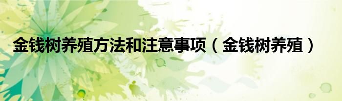 金钱树养殖方法和注意事项（金钱树养殖）