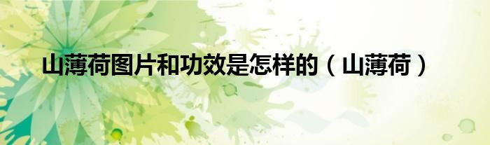 山薄荷图片和功效是怎样的（山薄荷）