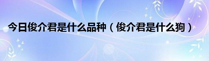 今日俊介君是什么品种（俊介君是什么狗）
