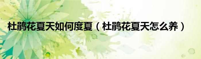 杜鹃花夏天如何度夏（杜鹃花夏天怎么养）