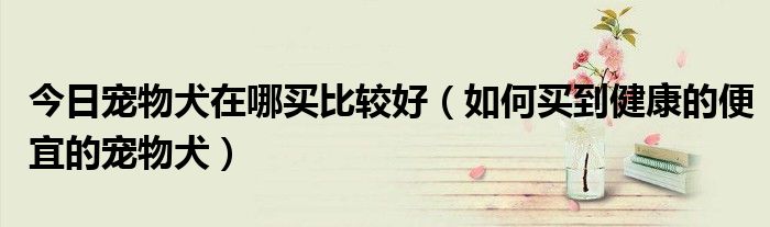 今日宠物犬在哪买比较好（如何买到健康的便宜的宠物犬）