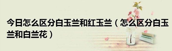 今日怎么区分白玉兰和红玉兰（怎么区分白玉兰和白兰花）