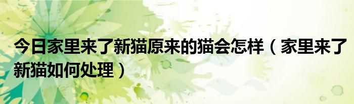 今日家里来了新猫原来的猫会怎样（家里来了新猫如何处理）