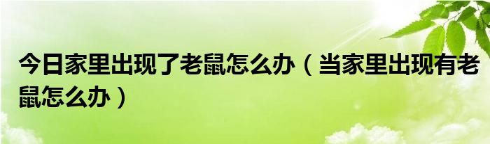 今日家里出现了老鼠怎么办（当家里出现有老鼠怎么办）