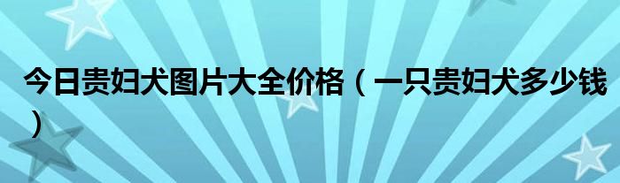 今日贵妇犬图片大全价格（一只贵妇犬多少钱）