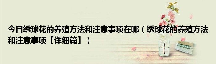 今日绣球花的养殖方法和注意事项在哪（绣球花的养殖方法和注意事项【详细篇】）