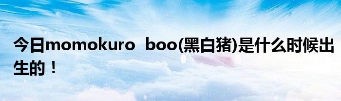 今日momokuro  boo(黑白猪)是什么时候出生的！