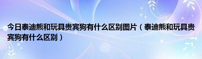 今日泰迪熊和玩具贵宾狗有什么区别图片（泰迪熊和玩具贵宾狗有什么区别）