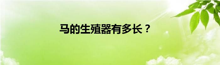 马的生殖器有多长？