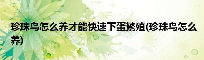 珍珠鸟怎么养才能快速下蛋繁殖(珍珠鸟怎么养)