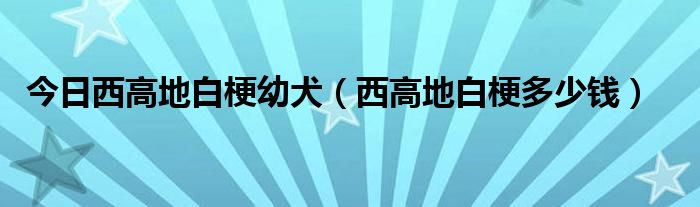 今日西高地白梗幼犬（西高地白梗多少钱）