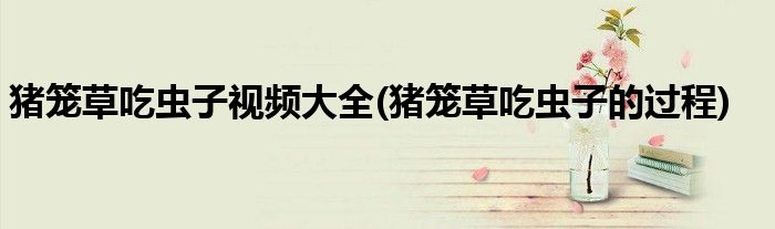 猪笼草吃虫子视频大全(猪笼草吃虫子的过程)