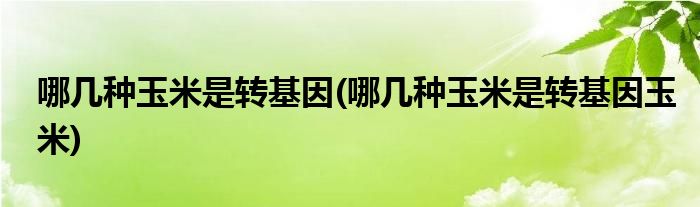 哪几种玉米是转基因(哪几种玉米是转基因玉米)