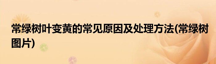 常绿树叶变黄的常见原因及处理方法(常绿树图片)