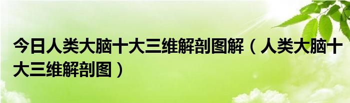今日人类大脑十大三维解剖图解（人类大脑十大三维解剖图）